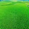 Aerial view of oriental Rice surreal rice cultivation asian green planes and