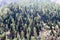 Aerial view over green pine tree forest canopy on Himalayas mountain top. Pine Woods Forest woodland On The Top Of Highland Valley