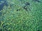 Aerial view over the pond with a growing lotus