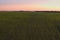 Aerial view over rows of plants at the agricultural fields during sunset on a sunny summer day. Kyiv region, Ukraine