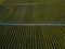 Aerial view over vineyard fields