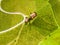 Aerial view over vineyard fields. Rolling hills nature landspace. Dreisiebner,slovenia , europe vineyard with Heart shaped wine ro