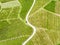 Aerial view over vineyard fields. Rolling hills nature landspace. Dreisiebner,slovenia , europe vineyard with Heart shaped wine ro