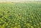 Aerial view of palm oil plantation in Asia. Agricultural background.