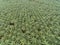 Aerial view of palm oil plantation located in kuala krai,kelantan,malaysia,east asia