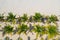 Aerial view of palm tree rows planted on beach sand