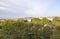 Aerial view panorama of Avignon in Provence France