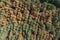 Aerial view of a part of a pine forest burnt by a forest fire