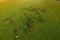 Aerial view of the pasture with horses with long shadows in the early morning