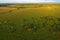 Aerial view of the pasture with horses with long shadows in the early morning