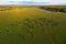 Aerial view of the pasture with horses with long shadows in the early morning