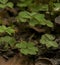 aerial view of a patch of green clovers