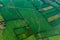 Aerial view of pattern of green cultivated fields on island of Roatan, Honduras