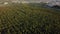 Aerial View of Peach Orchard with Beautiful Green Colors at Sunset