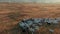 Aerial view. Pets quietly walk along field pasture grazing grassland grass.