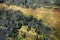 Aerial view of pine trees and tundra in Alaska