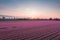 Aerial view of a pink tulip field in Keukenhof, Lisse at sunrise in Netherlands