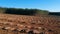 Aerial view of Plantation Eucalyptus trees being harvested for wood chipping