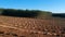 Aerial view of Plantation Eucalyptus trees being harvested for wood chipping