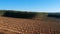 Aerial view of Plantation Eucalyptus trees being harvested for wood chipping