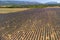 Aerial view on Plateau of Valensole with rows of blossoming purple lavender, wheat grain fiels and green trees, Provence, France