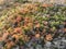 Aerial view power lines across thick colorful forest fall foliage in Dallas, Texas