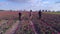 Aerial view of pregnant girl walking with her husband and son in field of tulips in bloom on background of clear blue