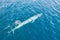 Aerial View of Pygmy Blue Whale in Indonesia