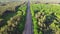 Aerial view of railroad with train in sunny summer day in forest. Top view of cargo with industrial products. Logistics