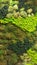 Aerial view of rainforest vegetation model | background texture