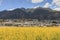 Aerial view of rapeseed flowers around ShiGu village near Lijiang . ShiGu is in Yunnan, China, and was part of the South Silk Road