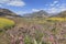 Aerial view of rapeseed flowers around ShiGu village near Lijiang . ShiGu is in Yunnan, China, and was part of the South Silk Road