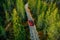 Aerial view of red car with a roof rack on a country road in Finland