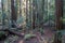 Aerial View of Redwood Trees in Northern California