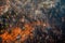 aerial view of regrowth patterns across burnt forest