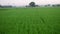 Aerial view rice field