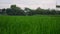 Aerial view rice field with clouds