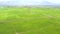 Aerial view rice field and mountain landscape. Green rice plantation in village and mountain on skyline view from flying