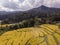 Aerial view of rice fields High angle of rice field in rural Thailand