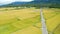 Aerial view of Rice paddy field and Cyclist traveler, Landscape of Chishang, Taitung, Taiwan.