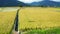 Aerial view of Rice paddy field and Cyclist traveler, Landscape of Chishang, Taitung, Taiwan.