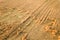 Aerial view of ripe farm field ready for harvesting with fallen down broken by wind wheat heads. Damaged crops and agriculture