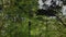 Aerial View of Rising Up Through Trees, Out of a Canopy onto Enniskerry, County Wicklow