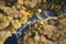 Aerial view of River Esk at Glenesk in Angus Scotland during Autumn colourful tree leaves