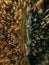 Aerial view of road in autumn forest. Fall landscape with rural road, red, yellow trees with frost.