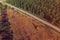 Aerial view of road between cottonwood forest and deforested area