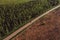 Aerial view of road between cottonwood forest and deforested area