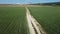 Aerial view on road in Green oats field in countryside. Field of oats blowing in the wind at sunny spring day. Ears of