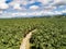 Aerial view of a road inside endless palm tree plantation in Costa Rica Central America produces palm oil