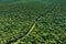 Aerial view of a road in the middle of the jungle, Brazil